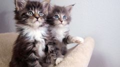 Как определить, кот или кошка