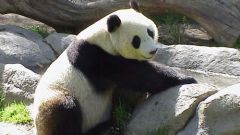 Как нарисовать панду