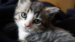 Как различить, кот или кошка