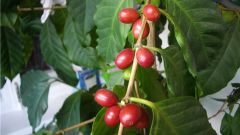 Выращивание кофе из семени: правила и нюансы