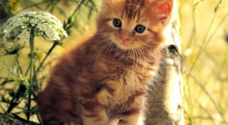 How to call ginger kitten-boy